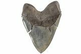 Serrated, Fossil Megalodon Tooth - Beautiful Blade Color #200235-2